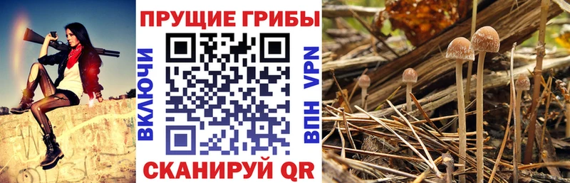 OMG как войти  Аша  Галлюциногенные грибы GOLDEN TEACHER 